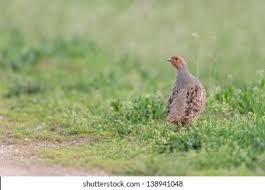 Attēlu rezultāti vaicājumam “Perdix perdix adult”