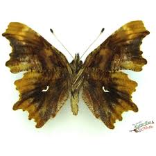 Attēlu rezultāti vaicājumam “Polygonia c-album underside”