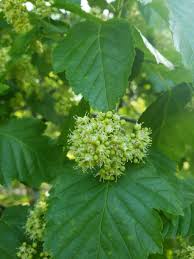 Attēlu rezultāti vaicājumam “Acer tataricum leaf”