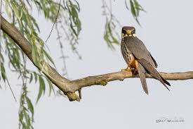 Attēlu rezultāti vaicājumam “Falco subbuteo adult”