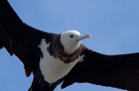 Image result for Fregata aquila