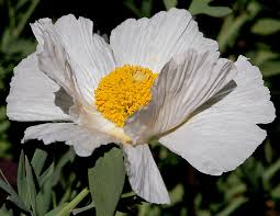 Image result for Romneya coulteri