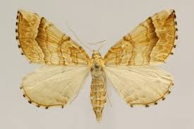 Attēlu rezultāti vaicājumam “Eulithis mellinata”