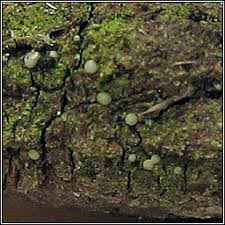 Attēlu rezultāti vaicājumam “Micarea sp.”