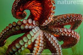 Image result for Enteroctopus dofleini