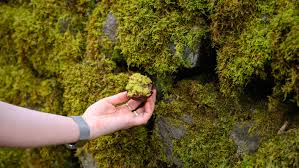 Attēlu rezultāti vaicājumam “moss”