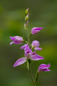 Attēlu rezultāti vaicājumam “Cephalanthera rubra flower”