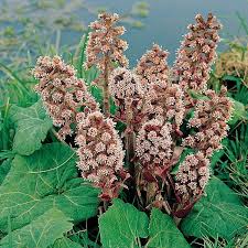 Attēlu rezultāti vaicājumam “Petasites hybridus”