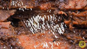 Attēlu rezultāti vaicājumam “Mucronella calva”