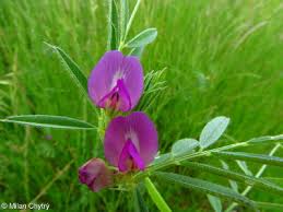 Attēlu rezultāti vaicājumam “Vicia angustifolia flower”