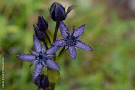 Attēlu rezultāti vaicājumam “Swertia perennis flower”
