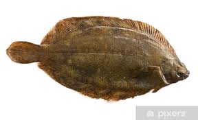 Image result for Glyptocephalus cynoglossus