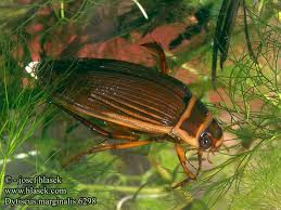 Attēlu rezultāti vaicājumam “Dytiscus marginalis”