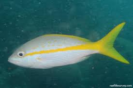 Image result for Ocyurus chrysurus