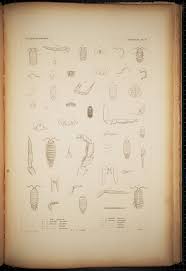 Attēlu rezultāti vaicājumam “Oniscoidea”