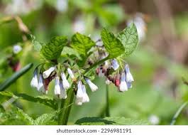 Attēlu rezultāti vaicājumam “Symphytum grandiflorum”