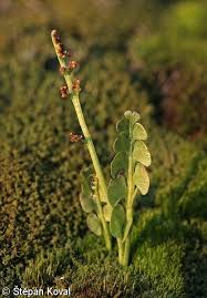 Attēlu rezultāti vaicājumam “Botrychium lunaria”