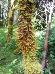 Attēlu rezultāti vaicājumam “Porella platyphylla macro”