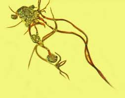 Attēlu rezultāti vaicājumam “Aphrophoridae imago”