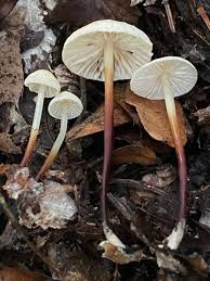 Attēlu rezultāti vaicājumam “Marasmius sp.”