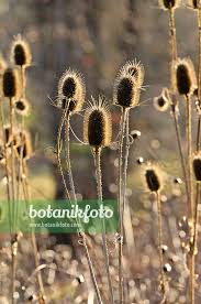 Attēlu rezultāti vaicājumam “Dipsacus fullonum fruit”