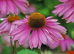 Image result for Echinacea purpurea