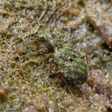 Attēlu rezultāti vaicājumam “Elaphrus cupreus”