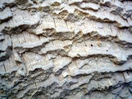 Attēlu rezultāti vaicājumam “Antrodia xantha”