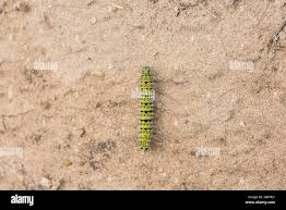 Attēlu rezultāti vaicājumam “Saturnia pavonia larva”