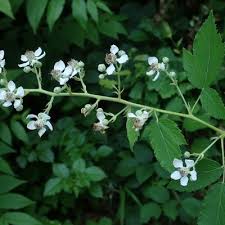 Attēlu rezultāti vaicājumam “Rubus plicatus flower”