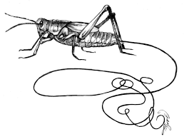 Attēlu rezultāti vaicājumam “Nematomorpha”