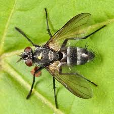 Attēlu rezultāti vaicājumam “Tachinidae”