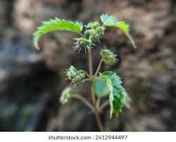 Attēlu rezultāti vaicājumam “Urticaceae”