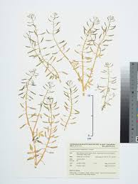 Image result for Rorippa nasturtium-aquaticum