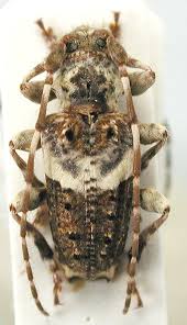 Attēlu rezultāti vaicājumam “Pogonocherus hispidulus”