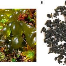 Attēlu rezultāti vaicājumam “Nostoc commune macro”