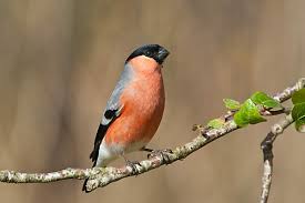 Attēlu rezultāti vaicājumam “Pyrrhula pyrrhula male”