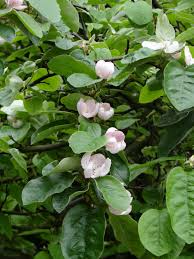 Attēlu rezultāti vaicājumam “Cydonia oblonga flower”