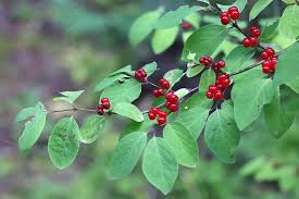 Attēlu rezultāti vaicājumam “Lonicera xylosteum fruit”