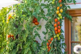 Bildergebnis für tomaten