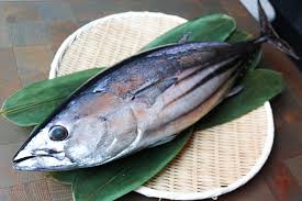 Image result for Katsuwonus pelamis