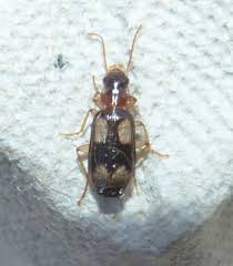 Attēlu rezultāti vaicājumam “Dromius quadrimaculatus”