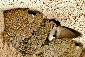 Attēlu rezultāti vaicājumam “Delichon urbicum nest”