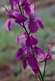 Attēlu rezultāti vaicājumam “Consolida regalis fruit”