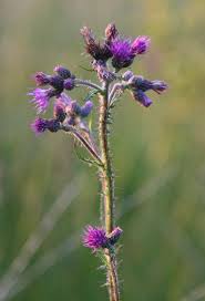 Attēlu rezultāti vaicājumam “Cirsium palustre flower”