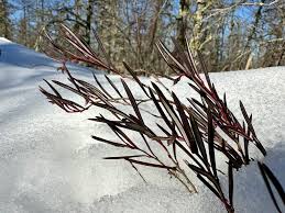 Attēlu rezultāti vaicājumam “Andromeda polifolia leaf”
