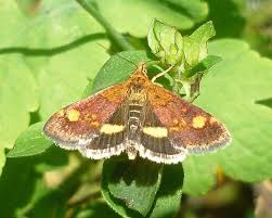 Attēlu rezultāti vaicājumam “Pyrausta aurata”