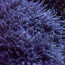 Image result for Anemonenarten