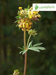 Attēlu rezultāti vaicājumam “Anthyllis vulneraria flower”