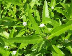 「タカスギ・サブロウタ」の画像検索結果